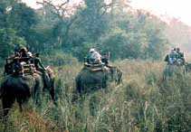 Wildlife Safari in Nepal