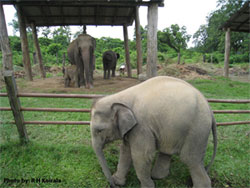 Chitwan Safari tour